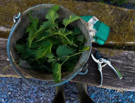 How to make stinging nettle plant fertilizer featured image