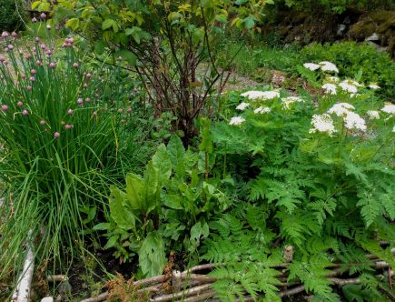 Featured image how to get rid of slugs