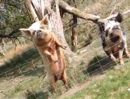 featured image pig video