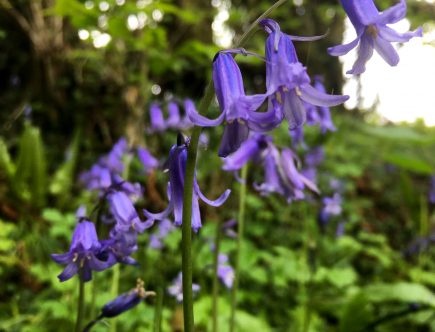 Featured image bluebells